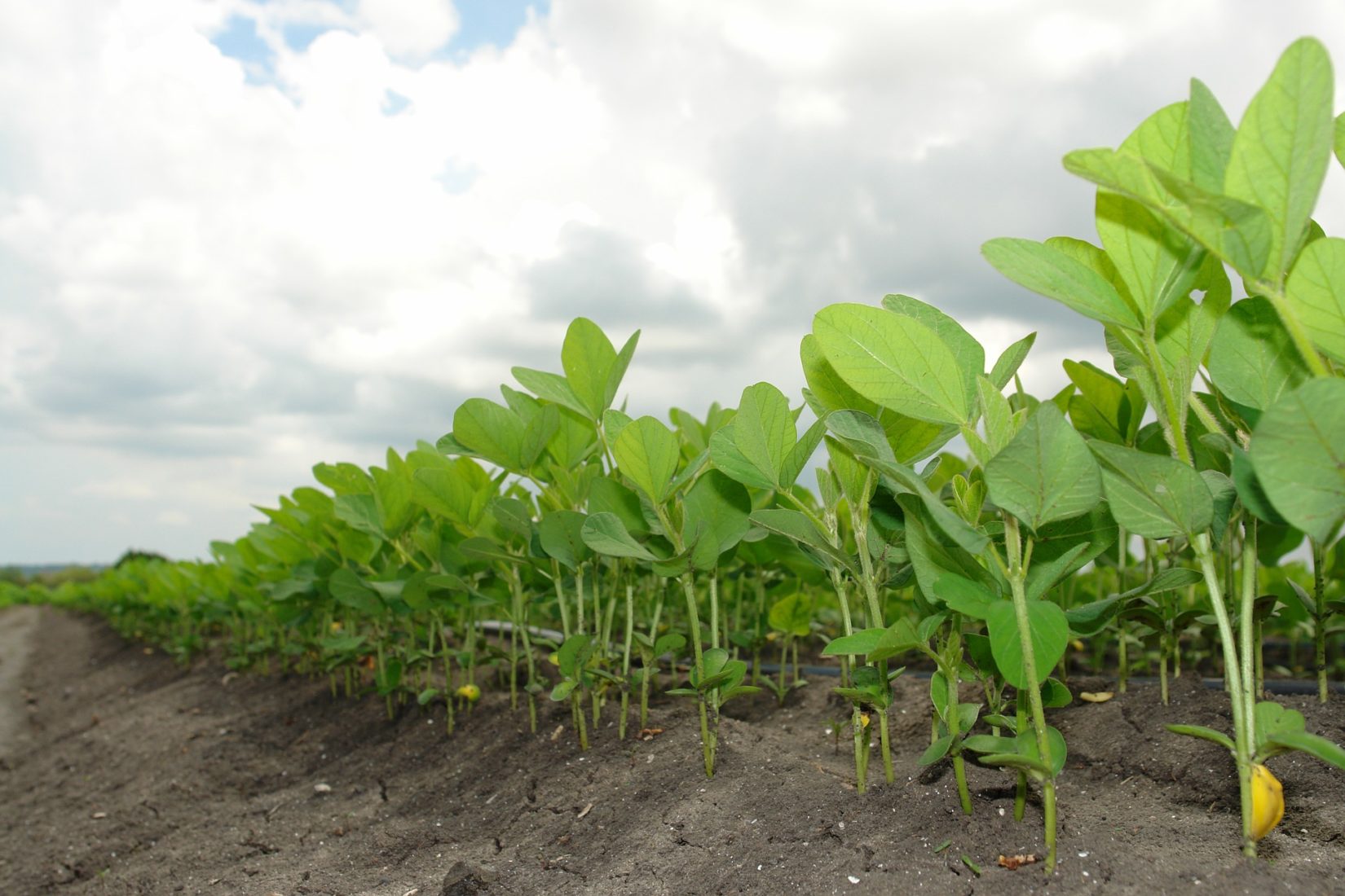 Trade War Disruption Threatens Already Vulnerable Soybean Producers & Supply Chain