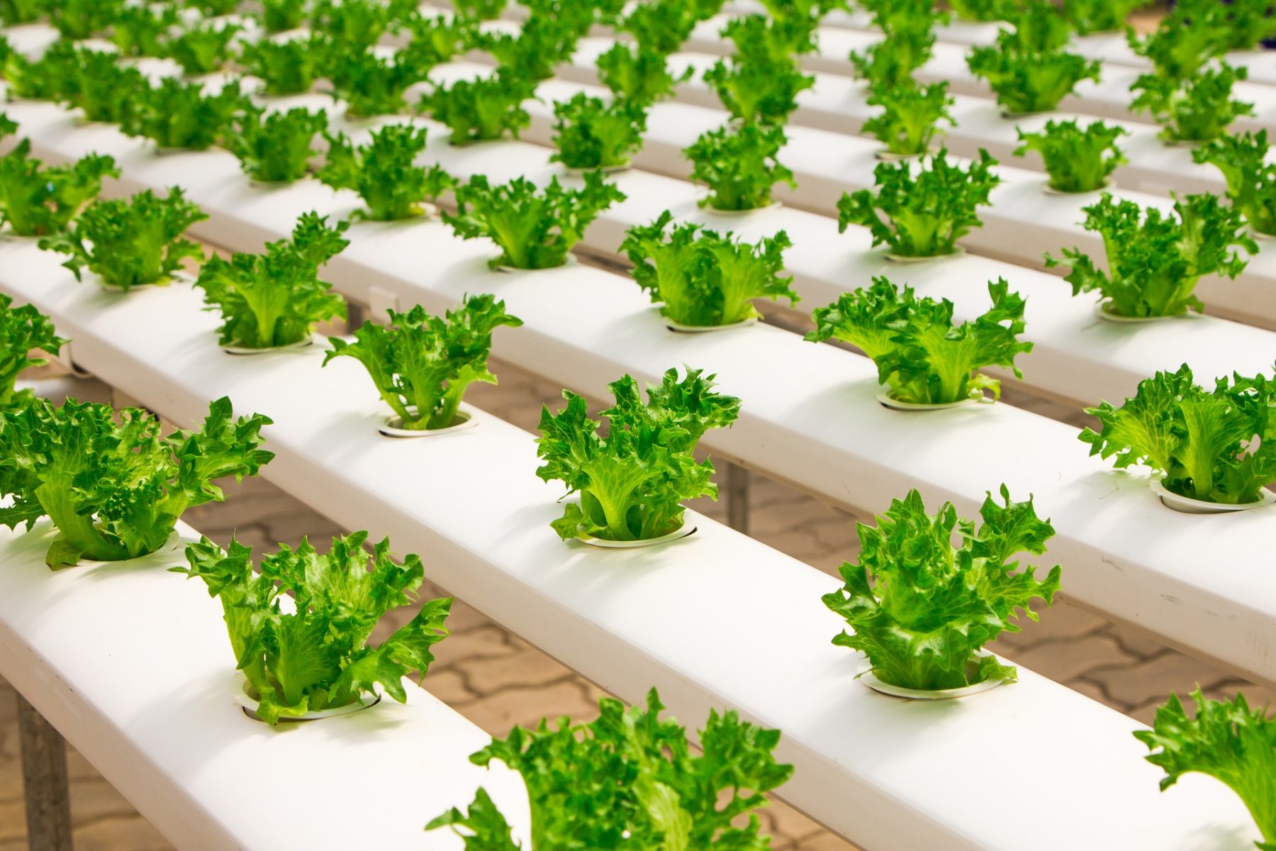Future Farms Have Finally Arrived with Big Tech Backing