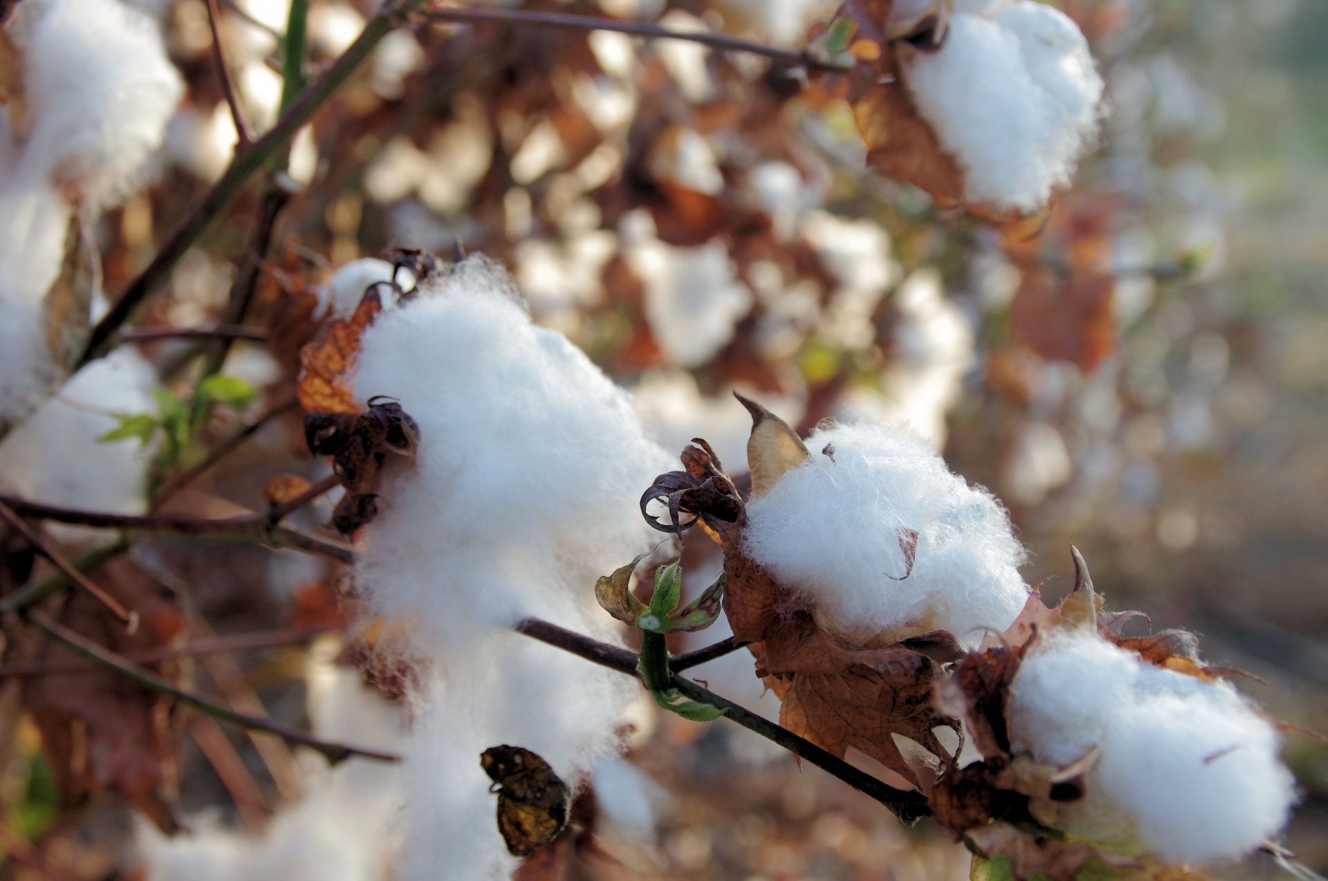 More Pain Ahead for the Cotton Market and Supply Chains