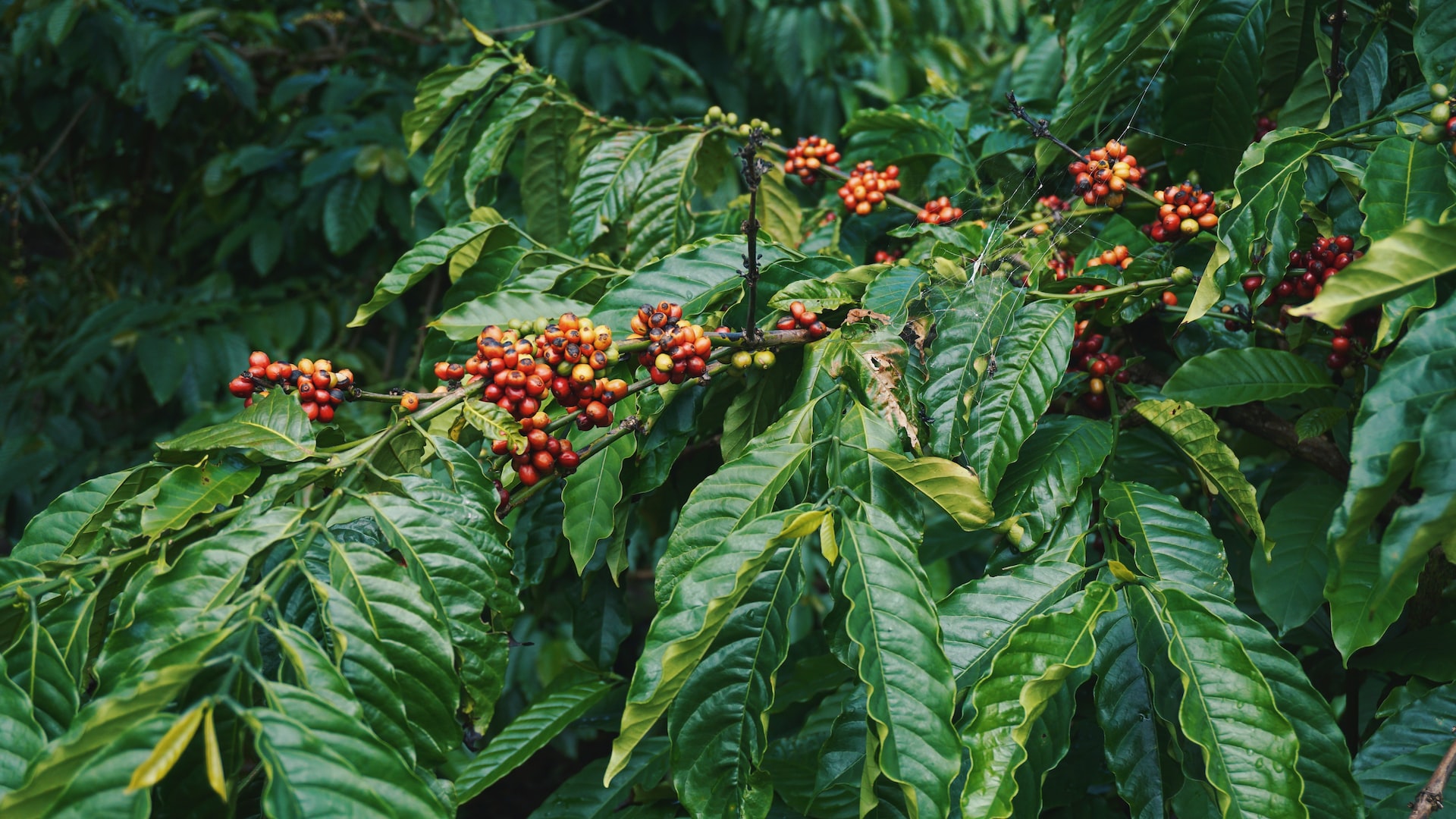 Coffee Prices Climb Higher on Weaker Inventories and Crumbling Harvests Across Several Continents