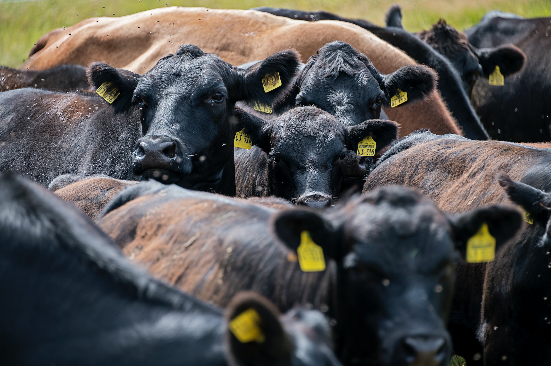 Near-Record Cattle Prices Sustained by Drought Conditions, May Indicate Continued Culling Ahead